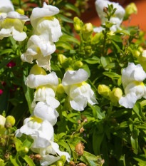 Hledík větší Leo F1 White - Antirrhinum majus - osivo hledíku - 20 ks