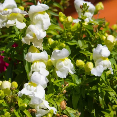 Hledík větší Leo F1 White - Antirrhinum majus - osivo hledíku - 20 ks