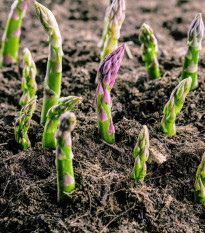 Chřest Gijnlim - Asparagus officinalis - prostokořenná sazenice chřestu - 1 ks