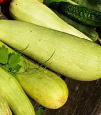 Okurka salátová Travito F1 - Cucumis sativus - osivo okurky - 10 ks