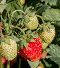 Jahodník stáleplodící Ariba Deep Rose F1 - Fragaria ananassa - osivo jahodníku - 10 ks