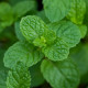 Máta peprná Mini Mint - Mentha piperita - osivo máty - 20 ks