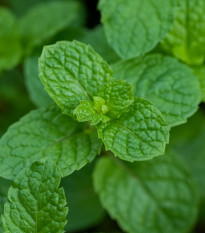 Máta peprná Mini Mint - Mentha piperita - osivo máty - 20 ks