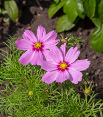 Krásenka zpeřená Cosmini Pink - Cosmos bipinnatus - osivo krásenky - 20 ks