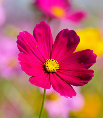 Krásenka zpeřená Cosmini Red - Cosmos bipinnatus - osivo krásenky - 20 ks