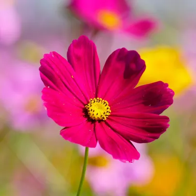 Krásenka zpeřená Cosmini Red - Cosmos bipinnatus - osivo krásenky - 20 ks