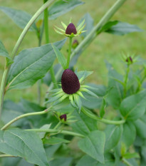 Třapatka západní - Rudbeckia occidentalis - osivo třapatky - 30 ks