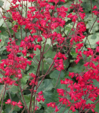 Dlužicha Coral Forest - Heuchera - osivo dlužichy - 20 ks