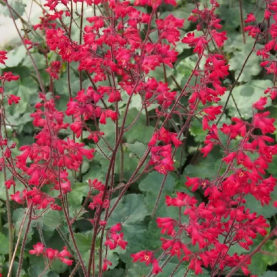 Dlužicha Coral Forest - Heuchera - osivo dlužichy - 20 ks