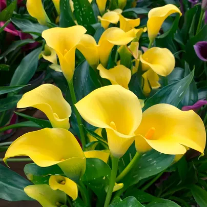 Kala Florex Gold - Zantedeschia - hlízy kaly - 1 ks