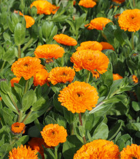 Měsíček lékařský Orange Double - Calendula officinalis - osivo měsíčku - 50 ks