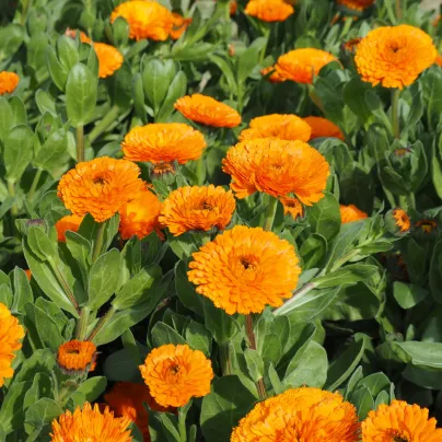 Měsíček lékařský Orange Double - Calendula officinalis - osivo měsíčku - 50 ks