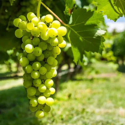 Réva vinná - Vitis vinifera - prostokořenné sazenice vinné révy - 1 ks