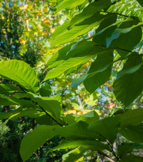 Indiánský banán - Paw Paw - Asimina triloba - osivo indiánského banánu - 4 ks