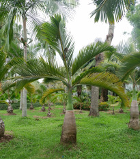 Palma lahvová - Hyophorbe lagenicaulis - osivo palmy - 3 ks