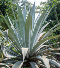 Agáve - Agave atrovirens - osivo agáve - 10 ks