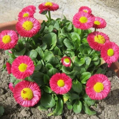 Sedmikráska Speedstar Plus Rose - Bellis perennis - osivo sedmikrásky - 40 ks