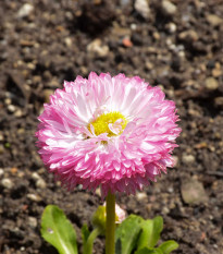 Sedmikráska chudobka Robella - Bellis perennis - osivo sedmikrásky - 40 ks