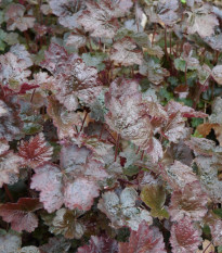 Dlužicha Palace Purple - Heuchera - osivo dlužichy - 20 ks