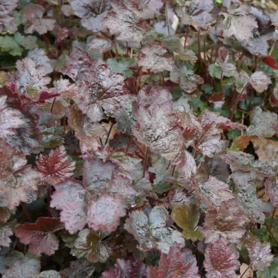 Dlužicha Palace Purple - Heuchera - osivo dlužichy - 20 ks