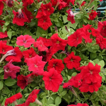 Petúnie Cascadini F1 Red - Petunia x atkinsiana - osivo petúnie - 15 ks