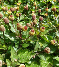 Plamatka zelná - Spilanthes oleracea - osivo plamatky - 80 ks