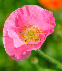 Mák Champagne Bubbles Pink - Papaver nudicaule - osivo máku - 20 ks