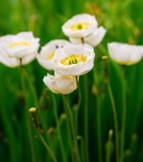 Mák Champagne Bubbles White - Papaver nudicaule - osivo máku - 20 ks