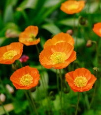 Mák Champagne Bubbles Orange - Papaver nudicaule - osivo máku - 20 ks