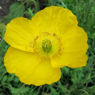 Mák Champagne Bubbles Yellow - Papaver nudicaule - osivo máku - 20 ks