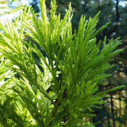 Kryptoméria japonská - Cryptomeria japonica - osivo kryptomérie - 4 ks