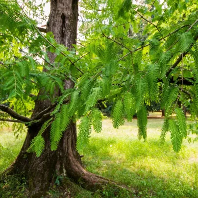 Metasekvoj čínská - Metasequoia glyptostroboides - osivo metasekvoje - 10 ks