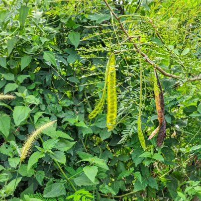 Divoká mimóza - Leucaena leucocephala - osivo mimózy - 7 ks