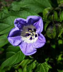 Lilík mochyňovitý - Nicandra physalodes - osivo lilíku - 10 ks