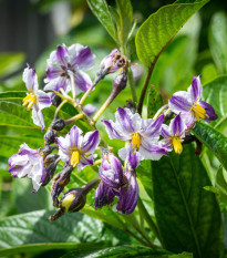 Pepíno - Solanum muricatum - osivo pepína - 5 ks