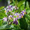 Pepíno - Solanum muricatum - osivo pepína - 5 ks