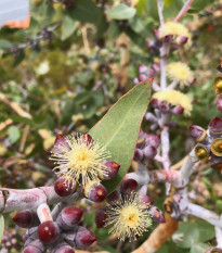 Eukalyptus citrónový - Blahovičník - Corymbia citriodora - osivo eukalyptu - 5 ks