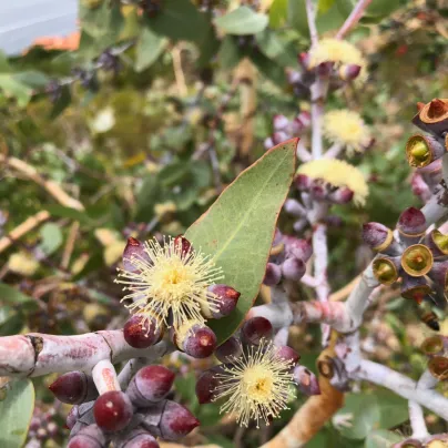 Eukalyptus citrónový - Blahovičník - Corymbia citriodora - osivo eukalyptu - 5 ks