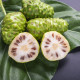 Noni - Morinda citrifolia - osivo noni - 5 ks