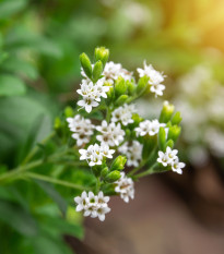 Stévie sladká - Stevia rebaudiana - osivo stévie - 15 ks