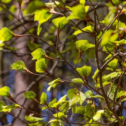 Olše šedá - Alnus incana - osivo olše - 8 ks