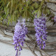 Vistárie čínská - Wisteria sinensis - osivo vistárie - 2 ks