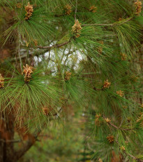 Borovice těžká - Pinus ponderosa - osivo borovice - 6 ks