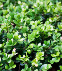 Buxus - Zimostráz - Buxus sempervirens - osivo buxusu - 10 ks