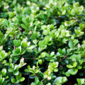 Buxus - Zimostráz - Buxus sempervirens - osivo buxusu - 10 ks