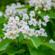 Katalpa trubačovitá - Catalpa bignonioides - osivo katalpy - 8 ks