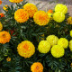 Aksamitník vysoký směs - Tagetes erecta - osivo aksamitníku - 0,3 g