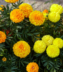 Aksamitník vysoký směs - Tagetes erecta - osivo aksamitníku - 0,3 g