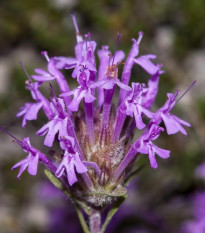 Mateřídouška dlouhokvětá - Thymus longiflorus - osivo mateřídoušky - 50 ks