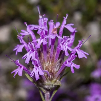 Mateřídouška dlouhokvětá - Thymus longiflorus - osivo mateřídoušky - 50 ks